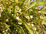 Orqudea (Ornithophora radicans)<br />Foto: Edith Ester Zago de  Mello 